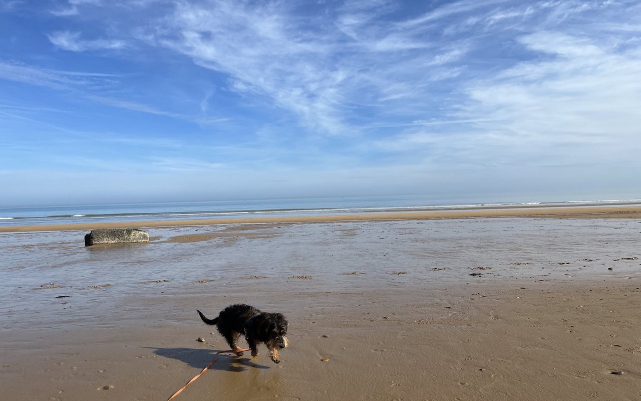 Strand so weit das Auge reicht am geschichtsträchtigen Omaha-Beach.