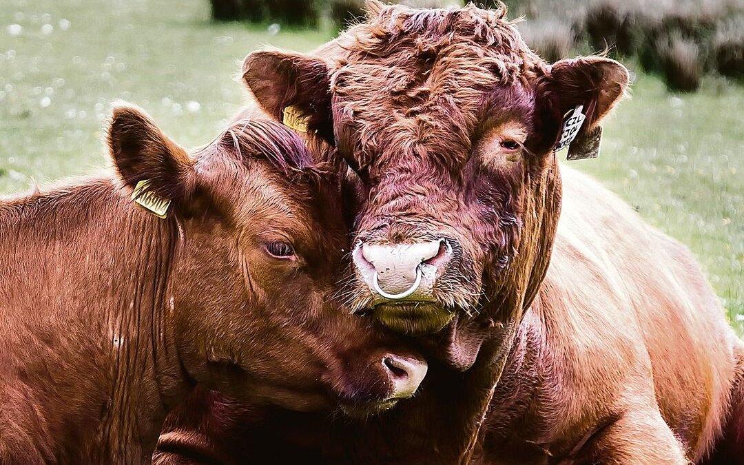1947 auf einer schottischen Insel gegründet, sind die Luing-Rinder eine eigene Rasse aus der Kreuzung von Beef Shorthorn und Highland Cattle. 