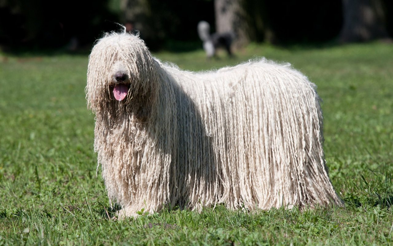 Der Komondor besitzt ein langes weisses Fell, das durch Verfilzung zottelige Schnüre bildet.