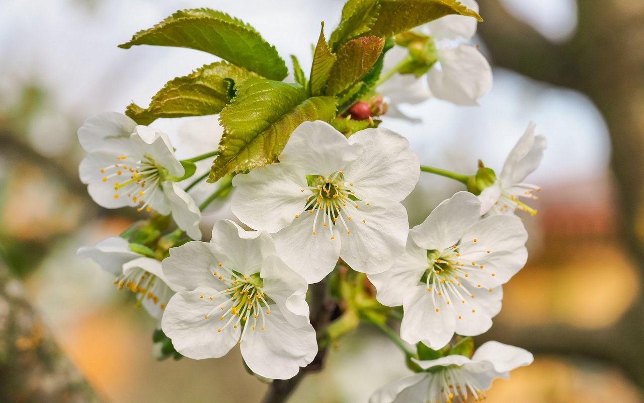 Vogelkirsche (Prunus avium)