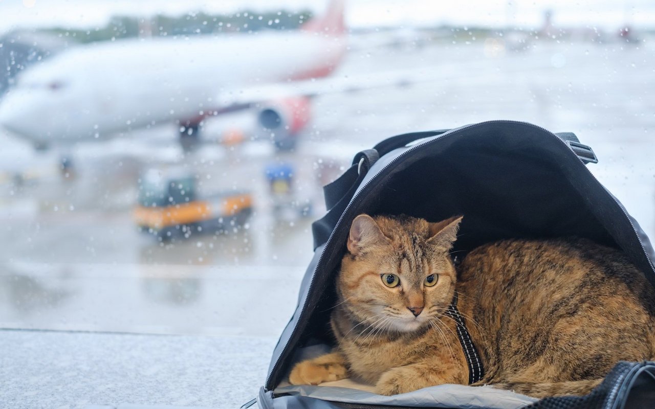 Um den Stress zu reduzieren, sollten Katzen schon früh an das Reisen und die Transportbox gewöhnt werden.