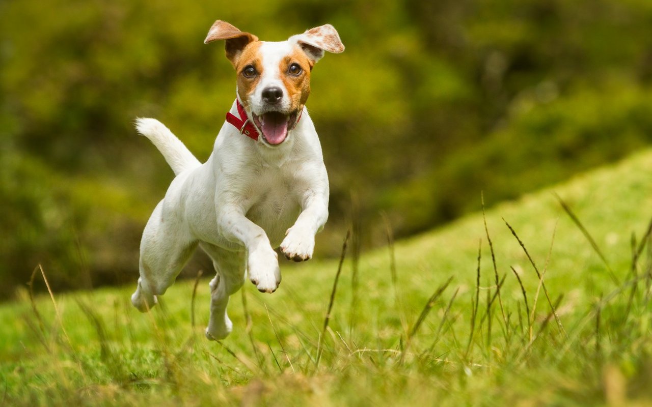 Der Parson Russell ist der etwas grössere und kompaktere Cousin des Jack Russell.