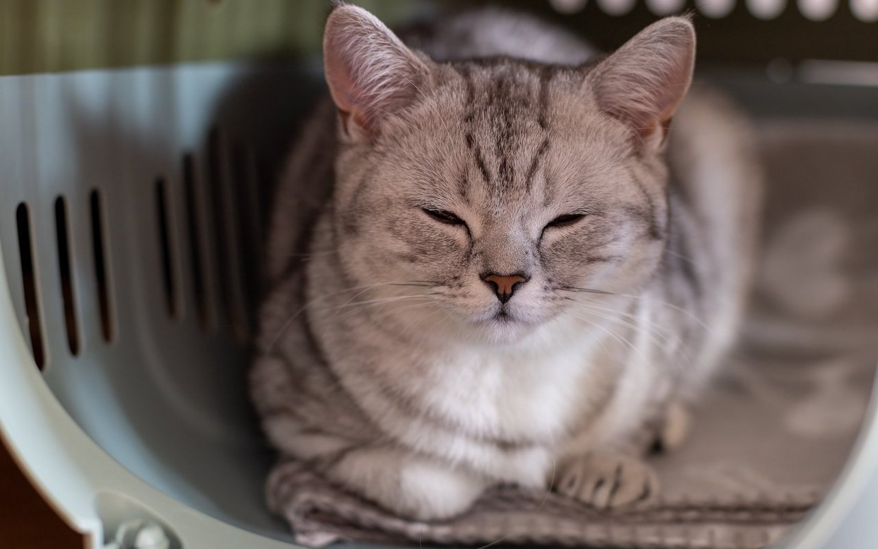 Nicht jede Katze mag die Transportbox. Deshalb sollte der Vierbeiner nur so lange wie nötig darin verweilen.