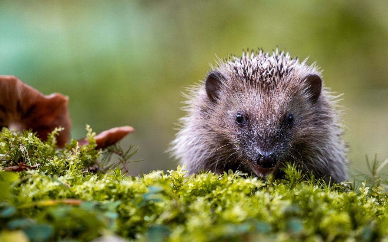 Lebensraumverlust, Nahrungsmangel und der Mensch manchen dem Igel zu schaffen.