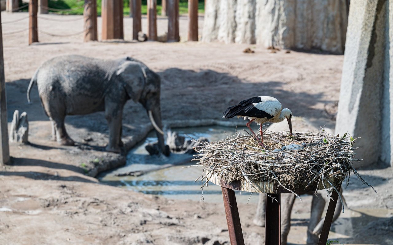 Im Zoo Basel befinden sich die Horste quer durch den Garten verteilt.