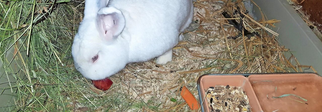 Die Einstreu sollte trocken und üppig sein, damit sich die Kaninchen einnisten können.