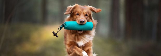Hund apportiert Futterbeutel