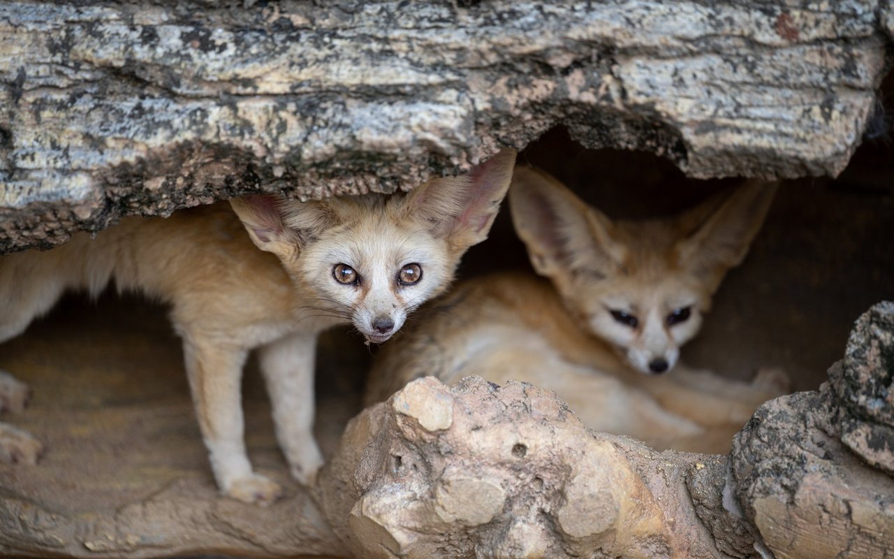 Der Wüstenfuchs ist nur einer der speziellen Bewohner der Wüsten. 