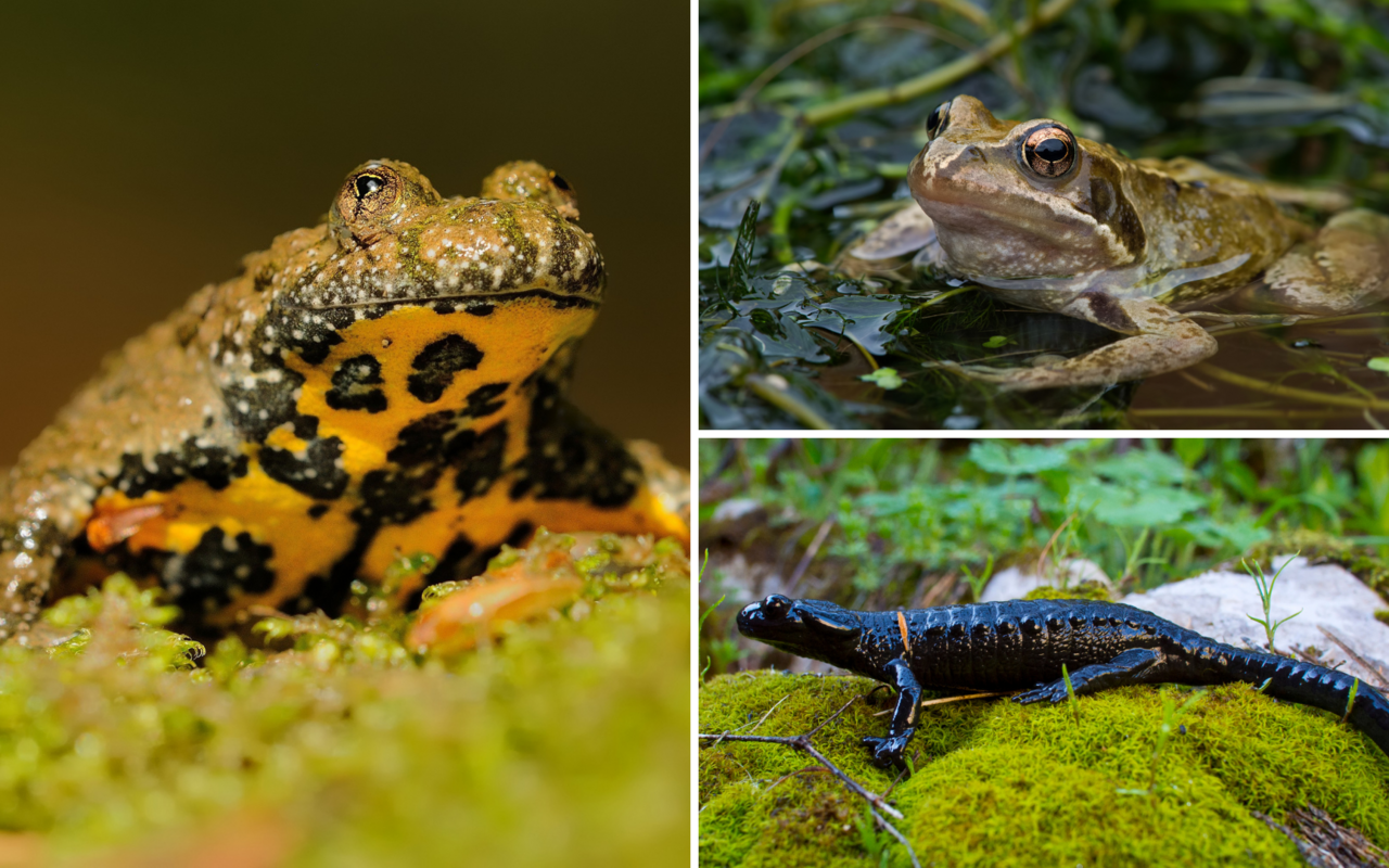 Gelbbauchunke, Grasfrosch und Alpensalamander sind bei uns heimisch. 