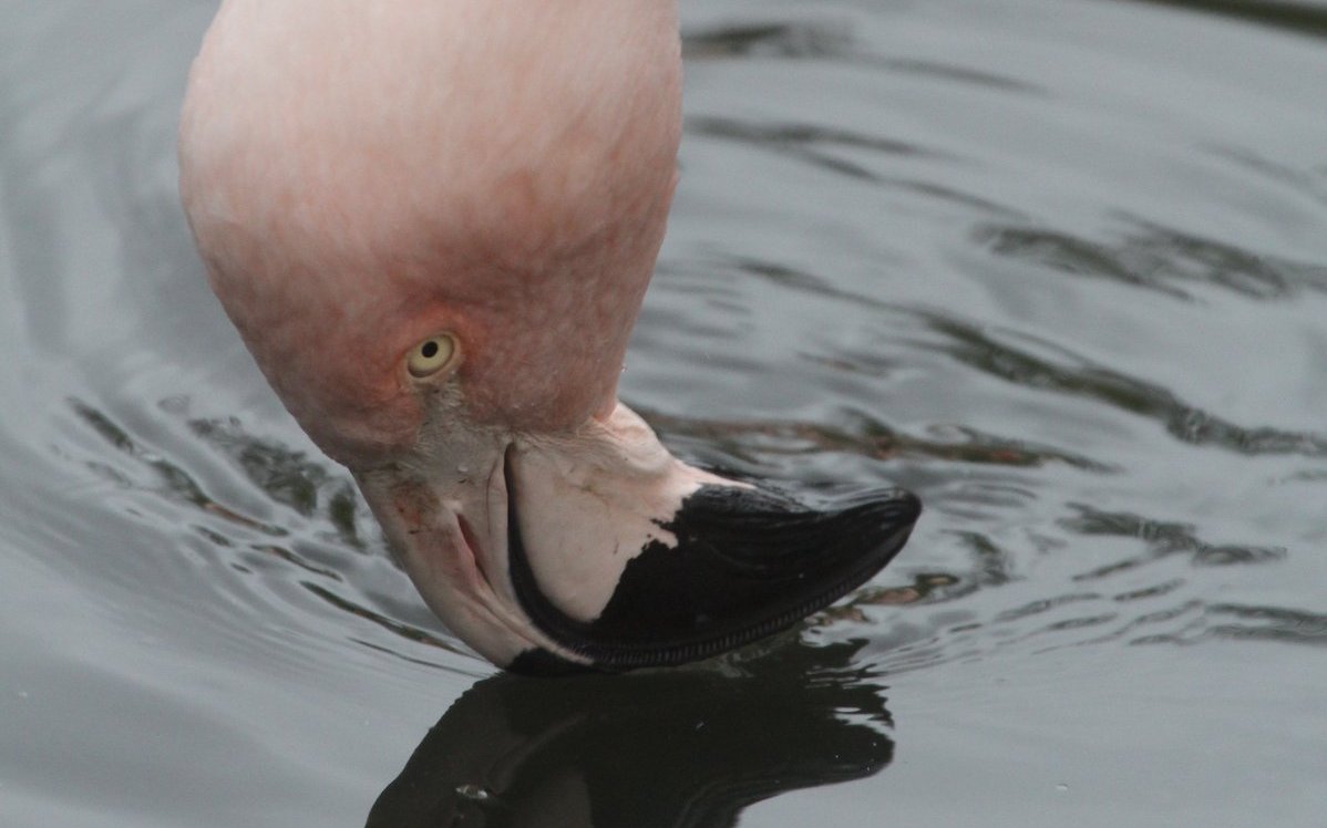 Der Chileflamingo lebt in unwirtlicher Umgebung in Südamerika in grosser Höhe und seiht mit seinem Schnabel Nahrung aus dem Wasser. 