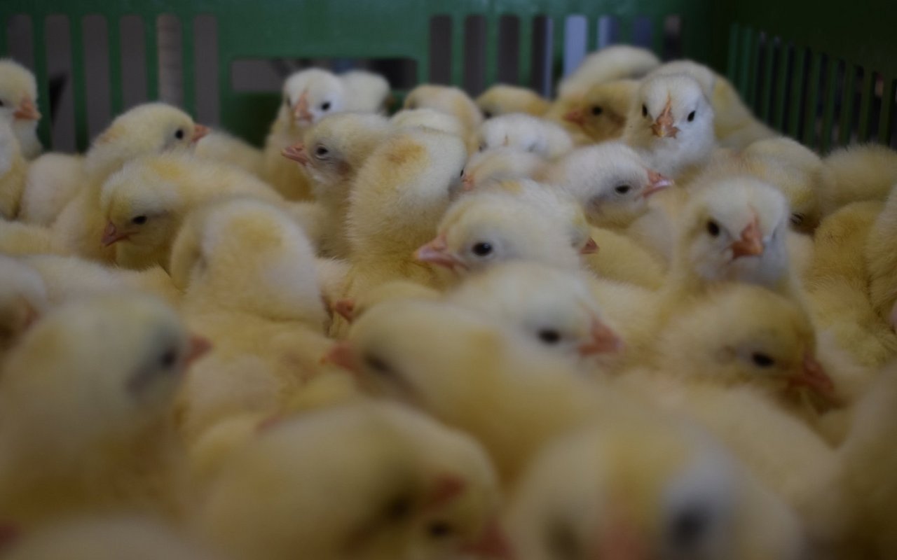 21'000 weibliche Küken sind an diesem Tag geschlüpft.