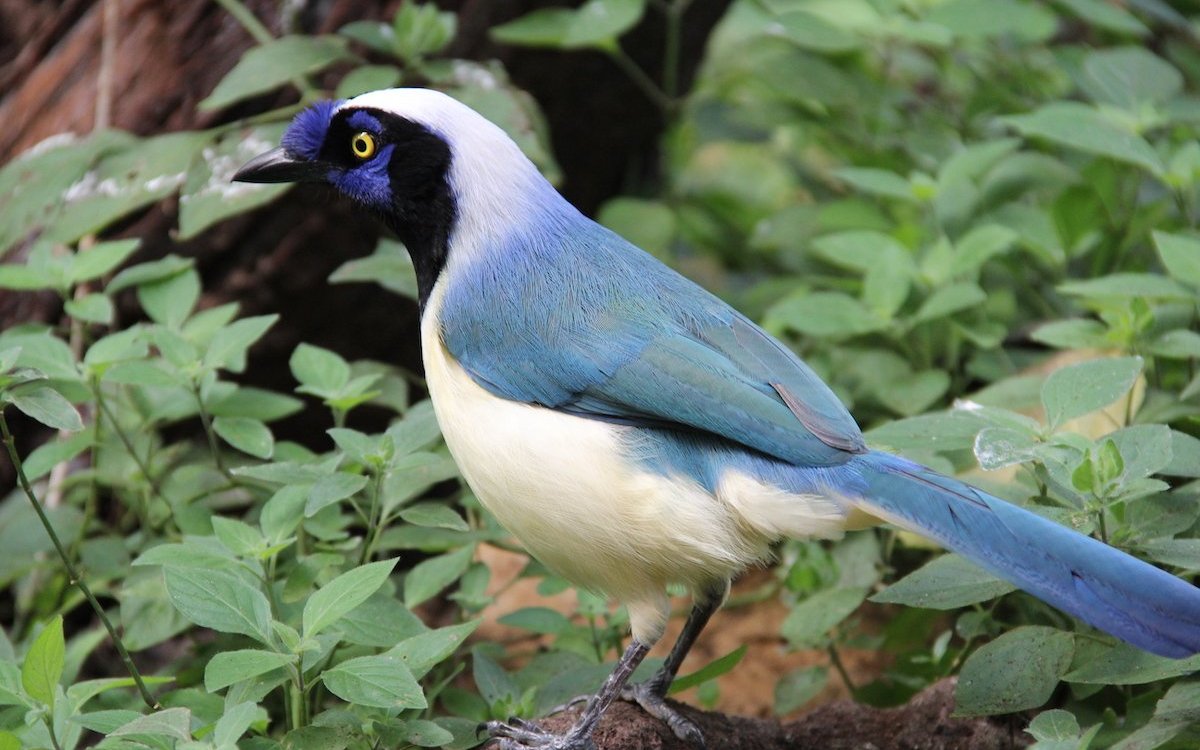 Inkahäher leben im Belize-Regenwald im Papiliorama in Kerzers, wo Caspar Bijleveld Direktor ist. 