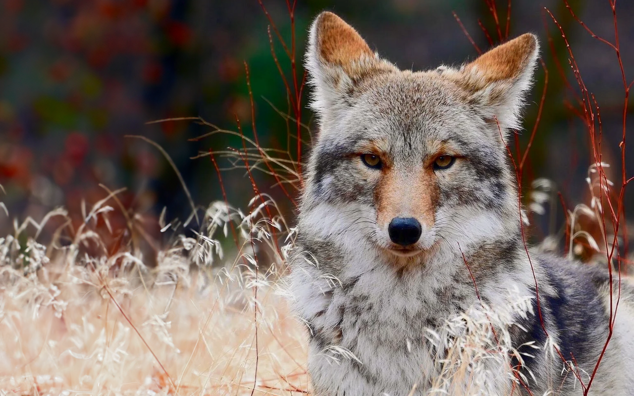 Der Coywolf ähnelt sich eher dem Wolf als dem Koyoten.
