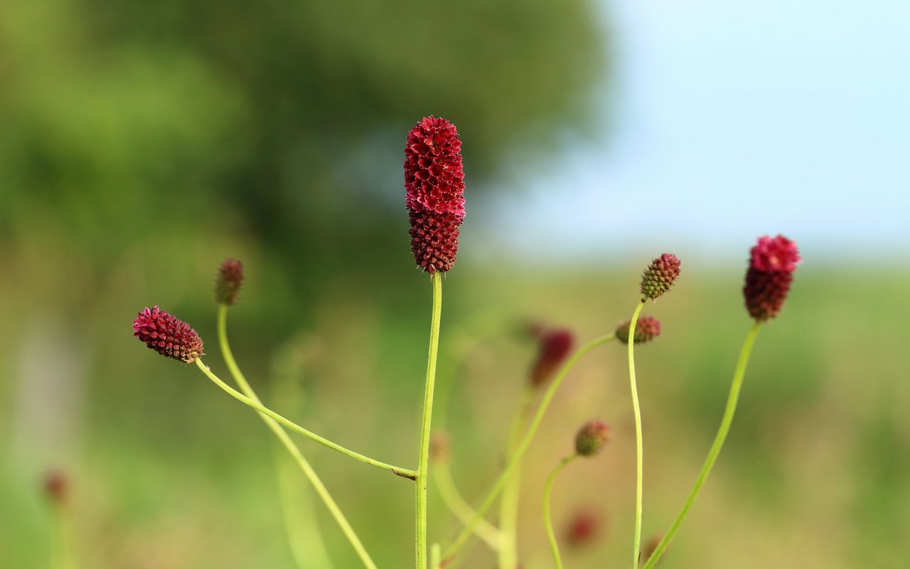 Grosser Wiesenknopf (Sanguisorba officinalis)