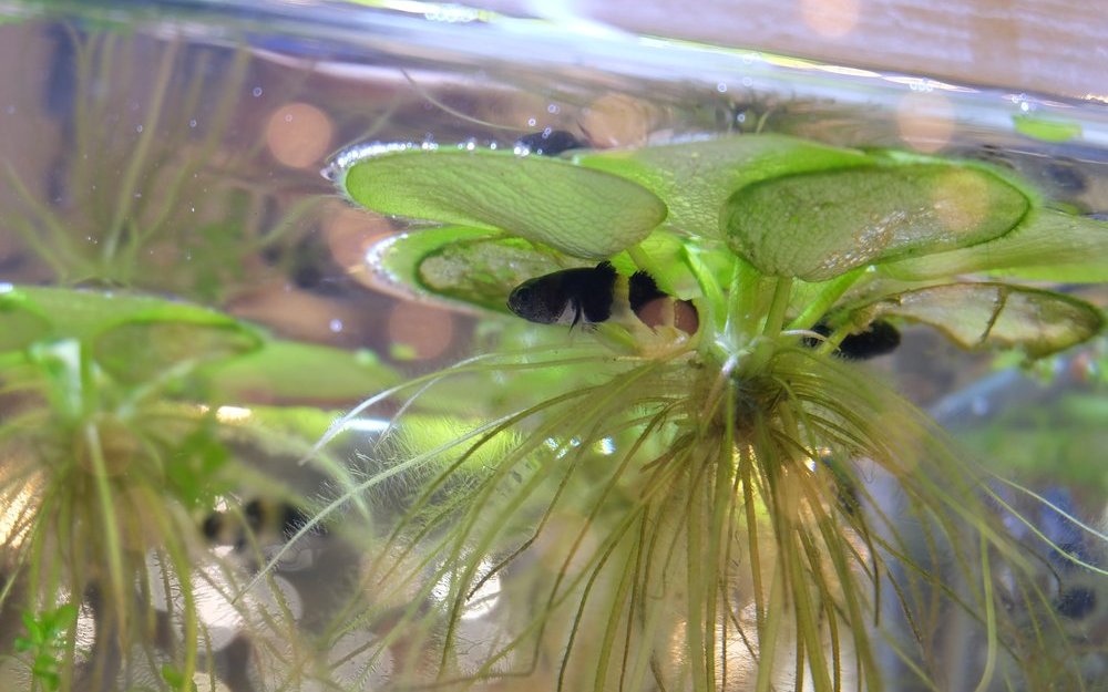 Schwimmpflanzen absorbieren Licht und sorgen für dunklere Stellen im Aquarium. 
