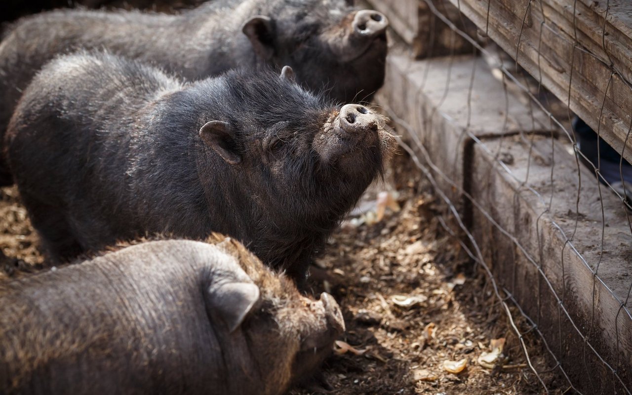 Auch Minischweine brauchen richtige Haltungsbedingungen und sind nicht geeignet für ein Haustier-Leben. 