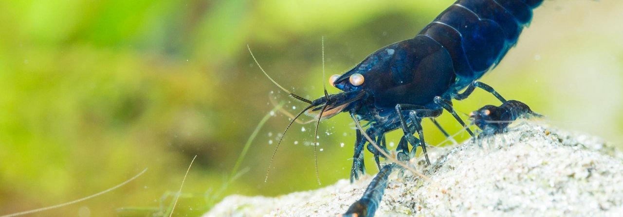 Zwerggarnelen wie die Royal Blue Tiger sind der letzte Schrei im Aquarium.