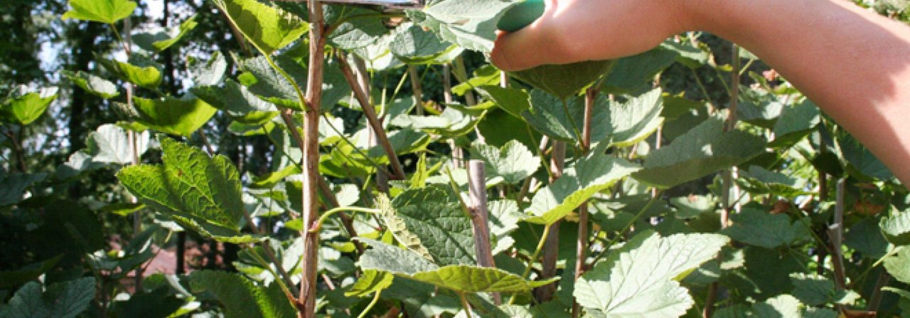 Johannisbeeren werden gleich nach der Ernte um rund ein Drittel gekürzt.