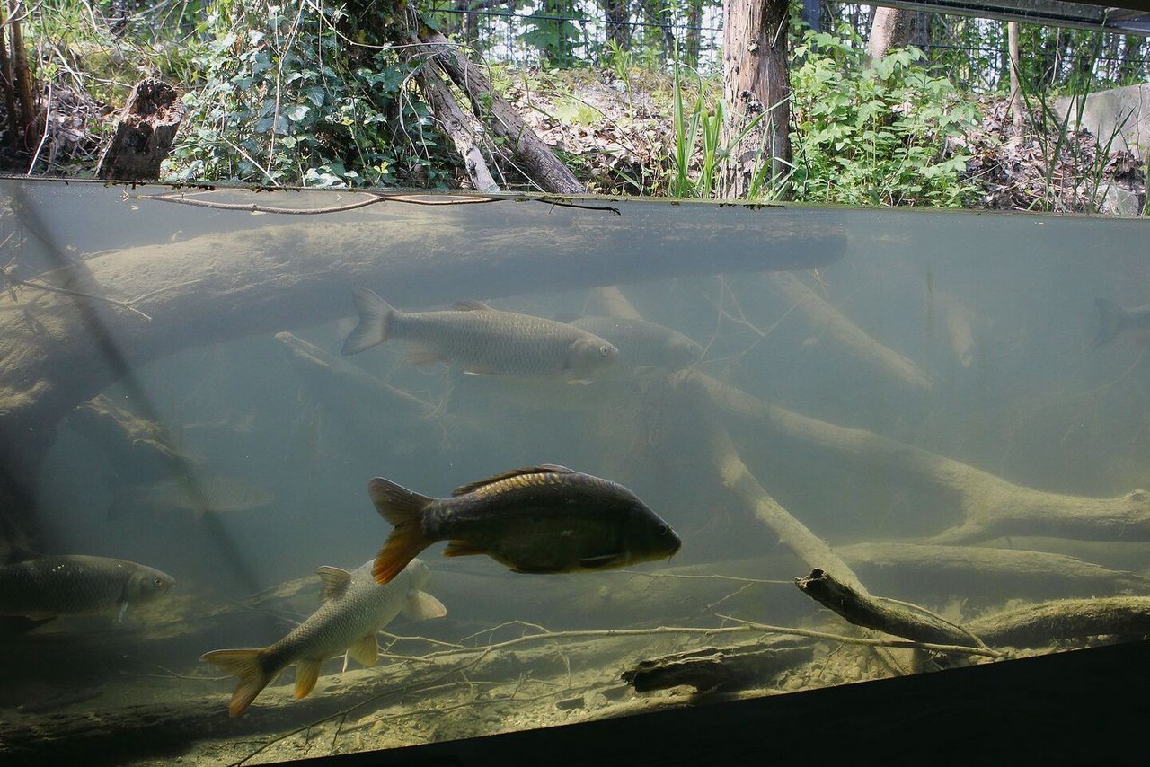 Im Maison de la Rivière können Forellen durch ein Schaufenster unter Wasser beobachtet werden.