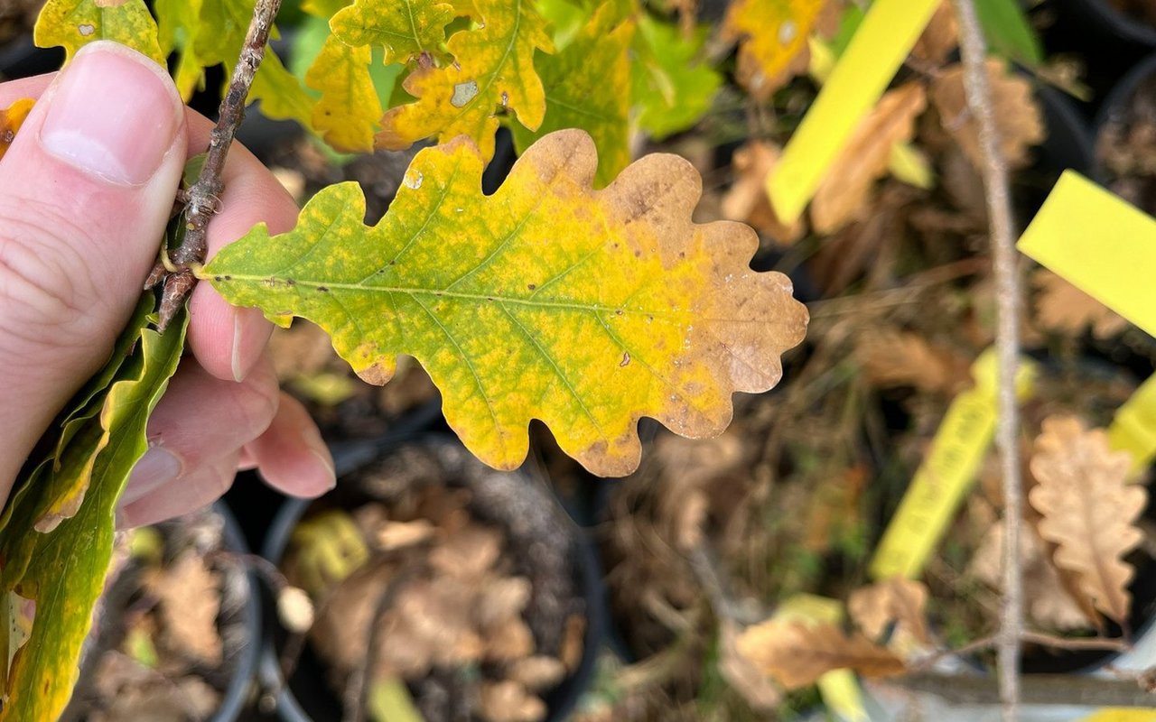 Hier zieht die Eiche im Herbst kontrolliert die Nährstoffe aus dem Blatt zurück. 