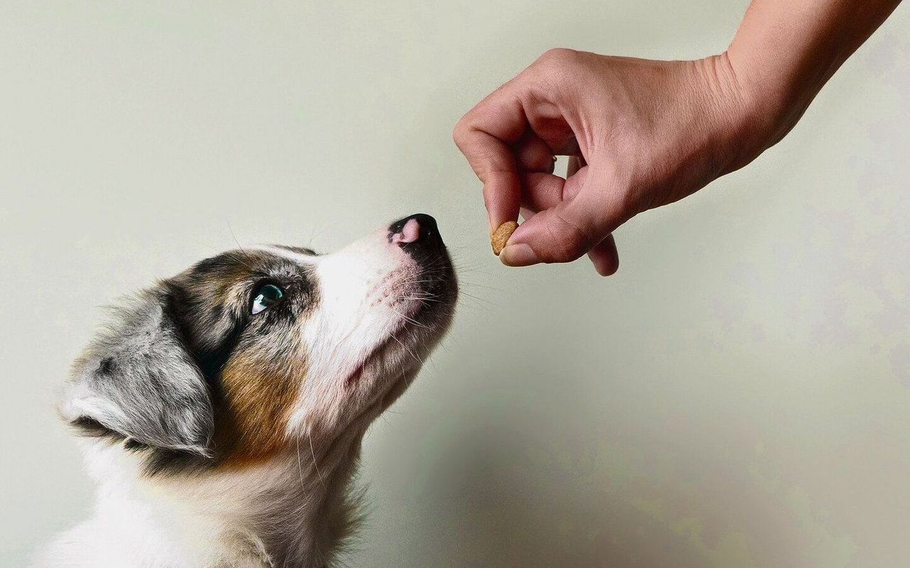 Hundeleckerlis sollten laut Arnold nur der Joker inder Hundeerziehung sein. 