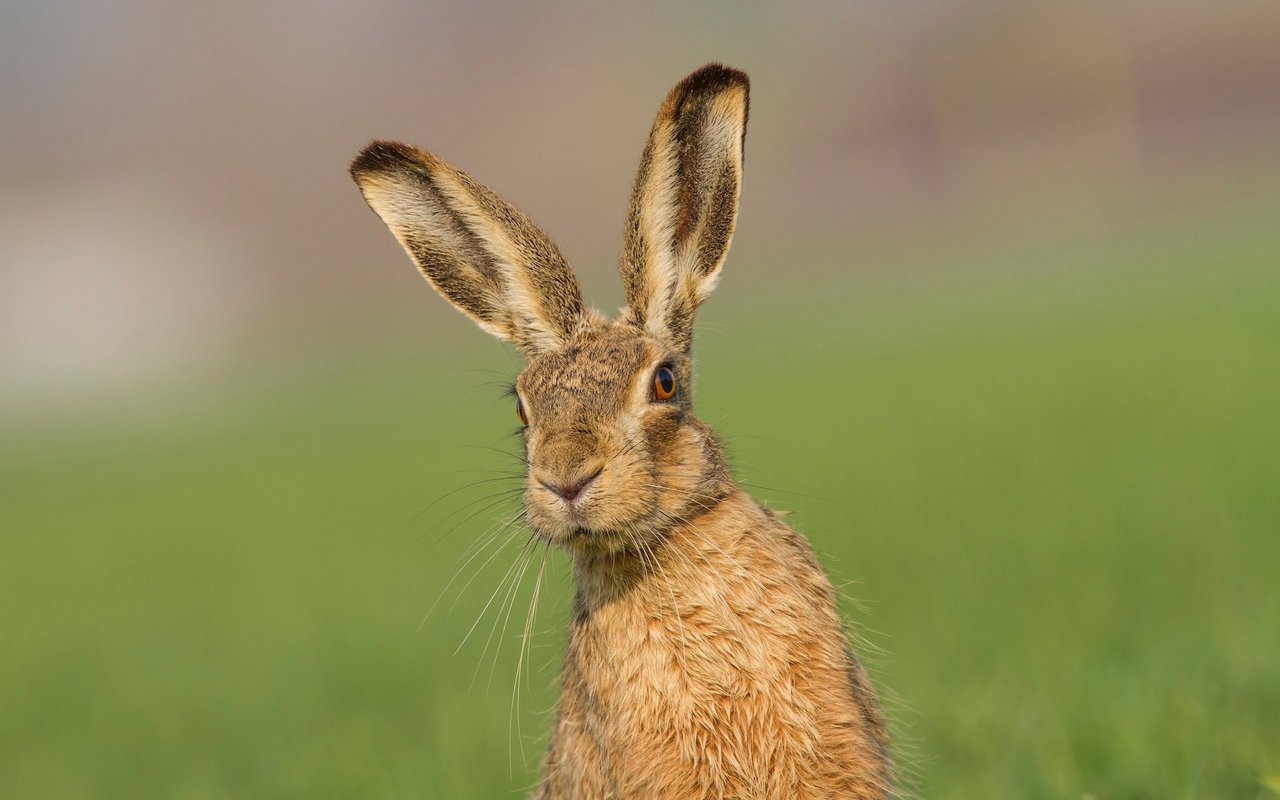 Häufig sieht man vom Hasen zunächst die auffällig langen, schwarzbraunweiss gefärbten Ohren.
