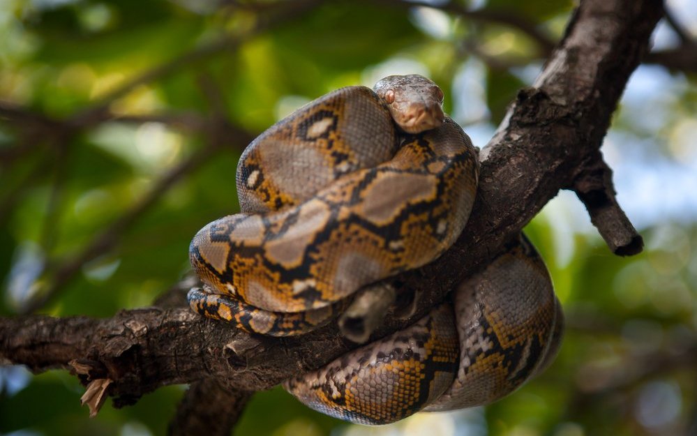 Die Burma-Python setzt dem Florida-Panther zu.