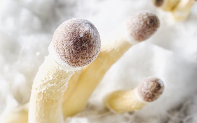 Der Pilz holt Mineralstoffe, Stickstoff und Phosphor aus dem Boden und gibt sie an den Baum weiter. 