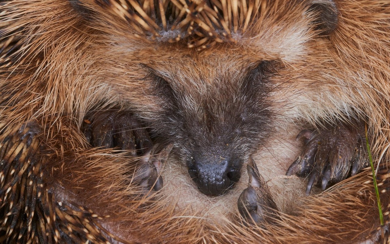 Im Winterschlaf sind Igel wehrlos und brauchen einen sicheren Platz zum Überwintern. 