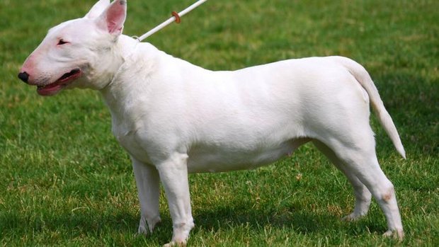 Bullterrier