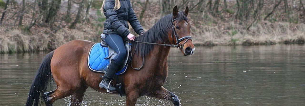 Das Pferd hat seine Scheu vor Wasser überwunden und vertraut seiner Reiterin.