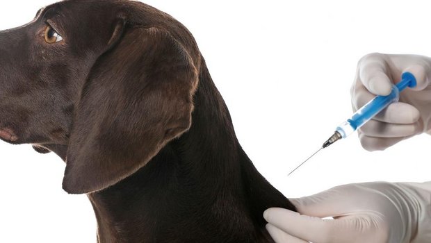 Hund bekommt Impfung mit Spritze