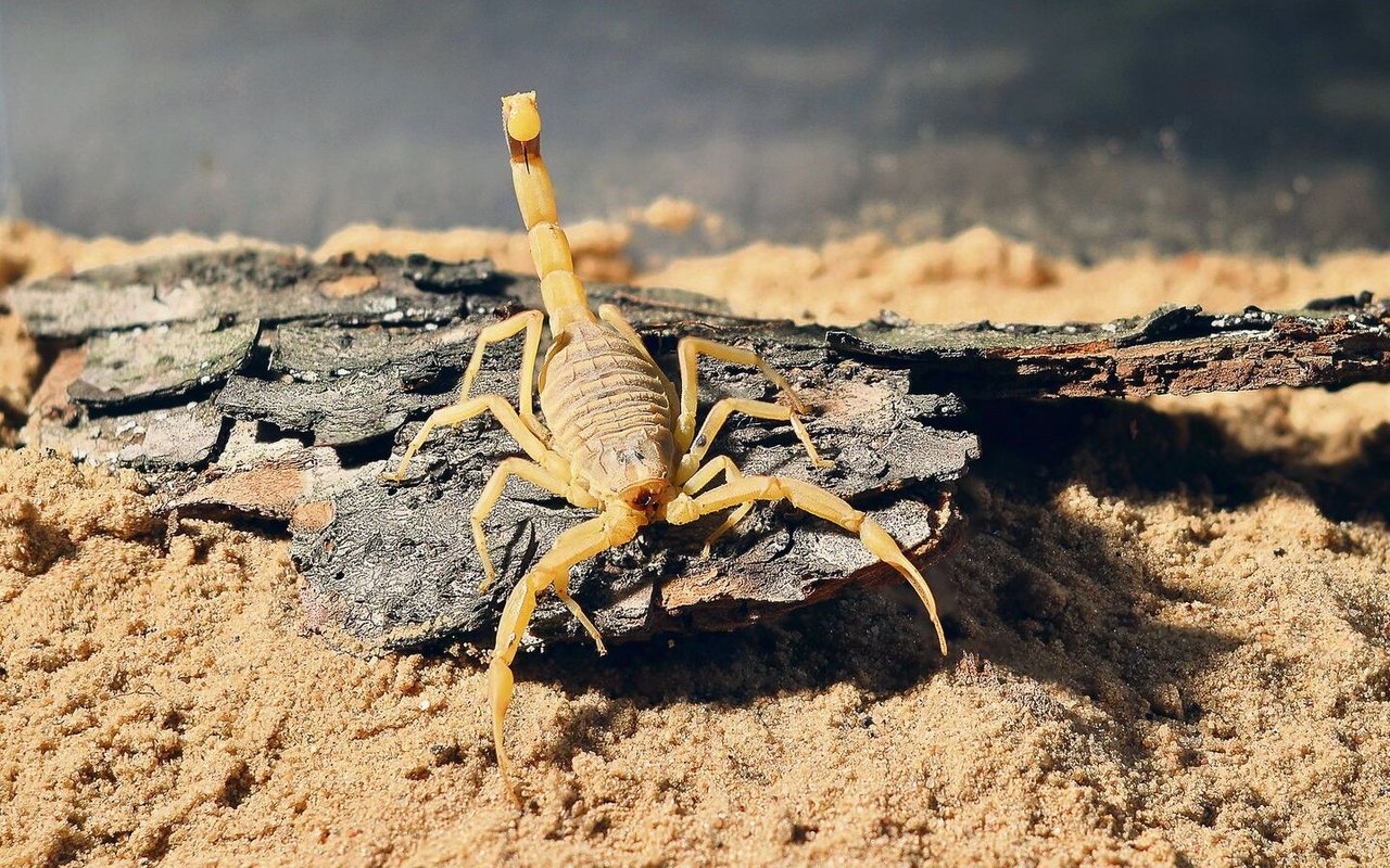 Der Gelbe Mittelmeerskorpion hat einen imposanten toxischen Stachel.