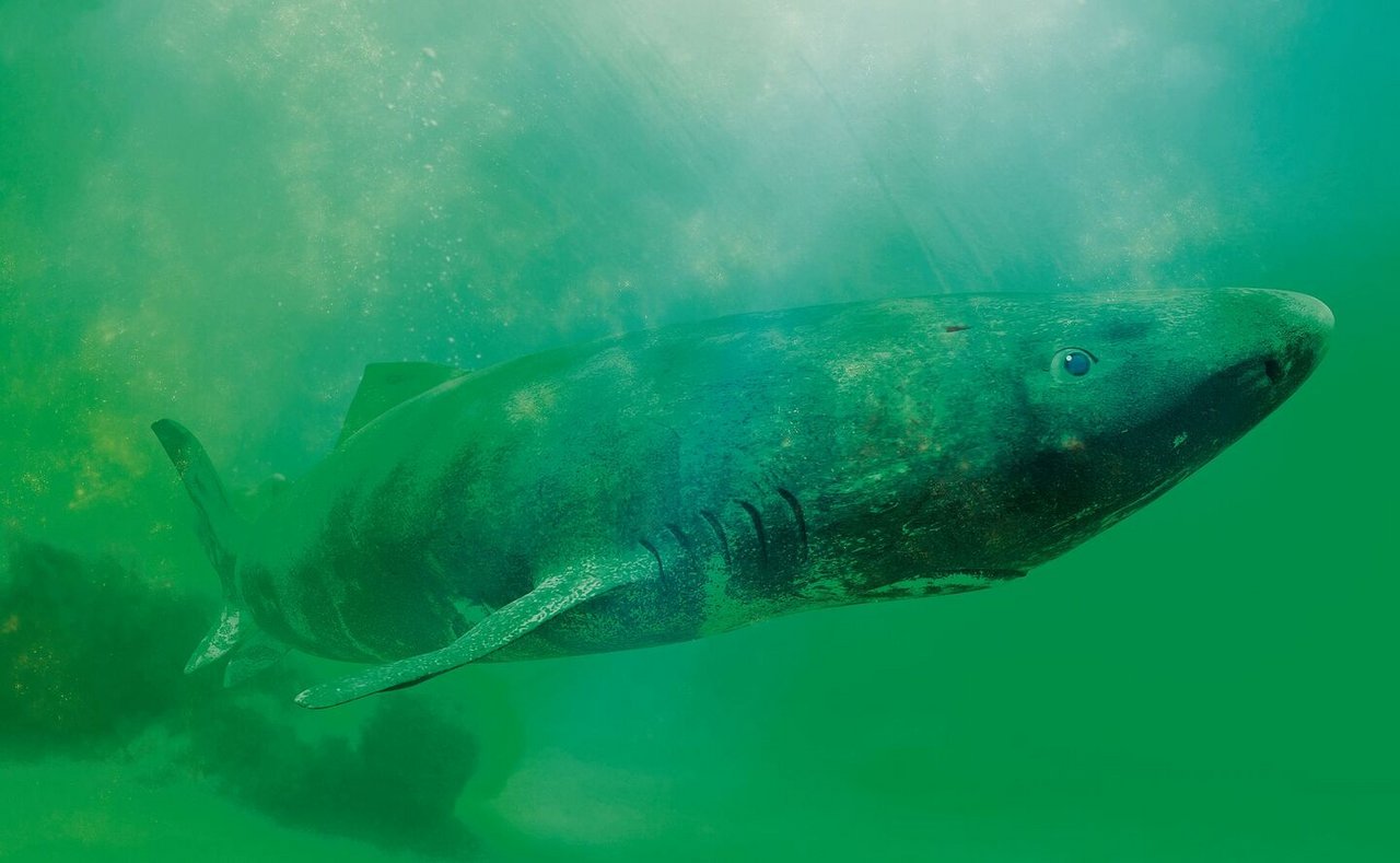 Grönlandhaie leben langsam und lange.