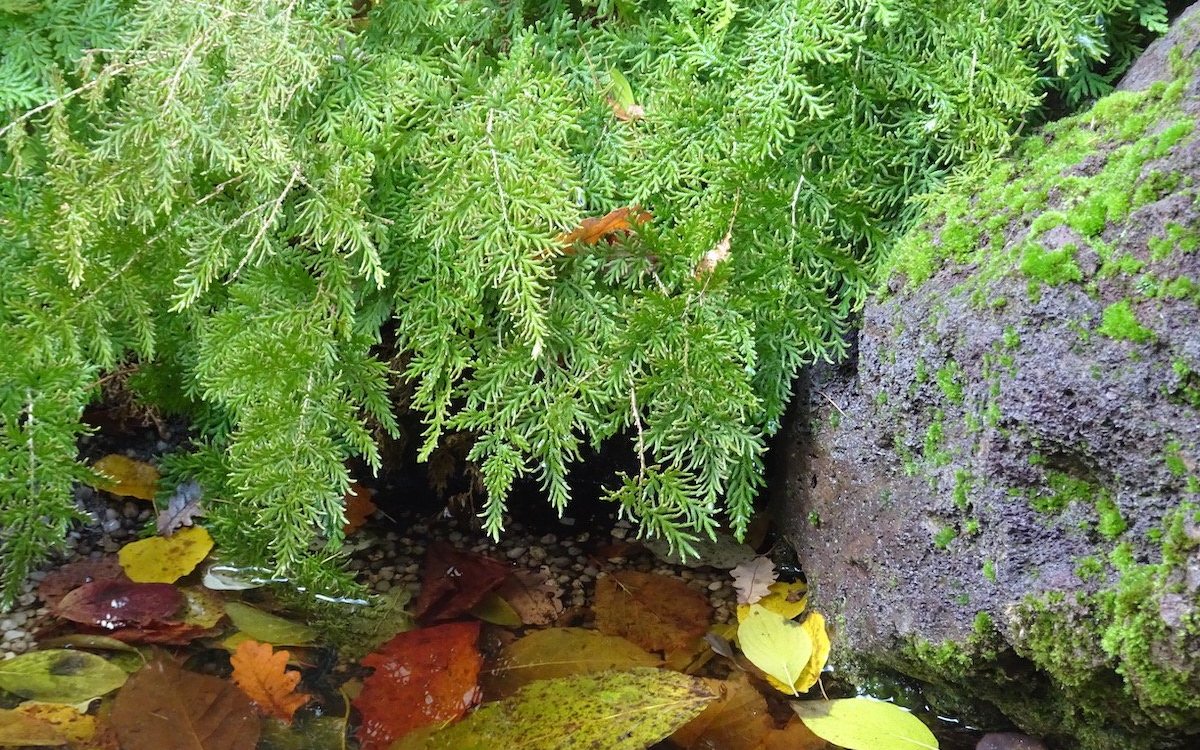 Von Algen über Wasserpflanzen bis zu Farnen bestehen grosse entwicklungsgeschichtliche Schritte. 