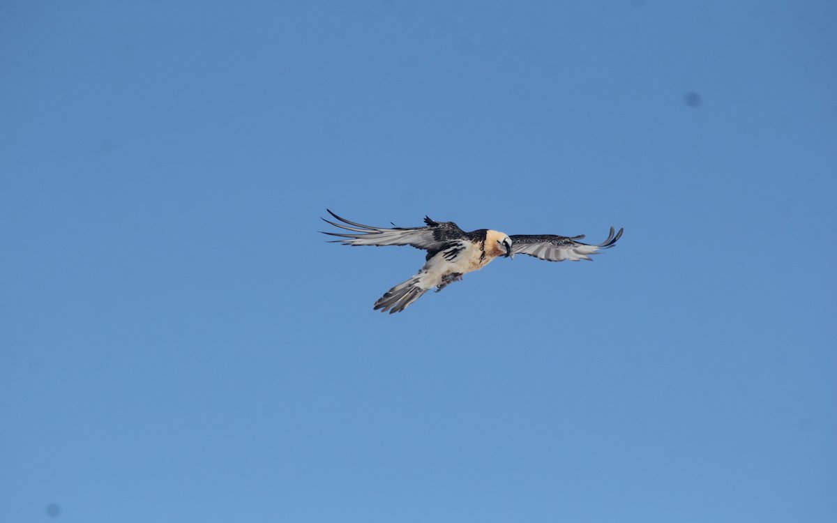 Bartgeier fliegen dank Auswilderungen wieder in den Alpen. 