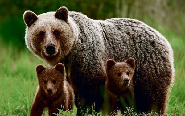 Der Weg des Braunbären in die Schweiz und seine Rolle als Wappentier ...