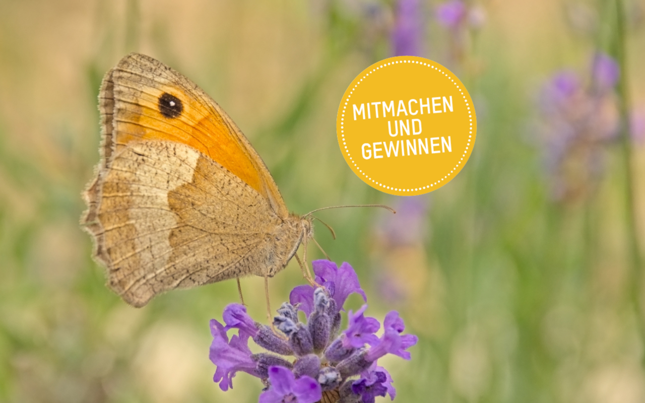 Fühlt sich auf Lavendel wohl und steht sinnbildlich für den TierWelt-Preis für Biodiversität, den «Goldenen Schmetterling»: Das Grosse Ochsenauge