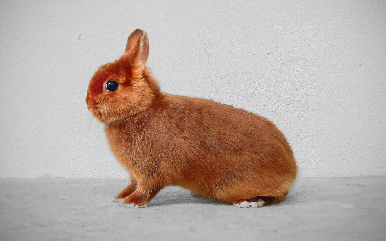 Das Satinkaninchen, 1930 entstanden durch eine Fellmutation bei Walter Huey, blieb trotz Robustheitszucht ein Liebhabertier aufgrund geringer Pelzindustrienachfrage.