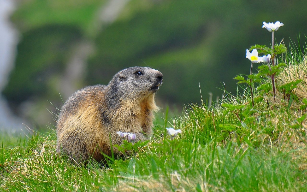 Murmeltiere leben auf über 3'000 Höhenmeter in selbst gebauten Höhlensystemen.