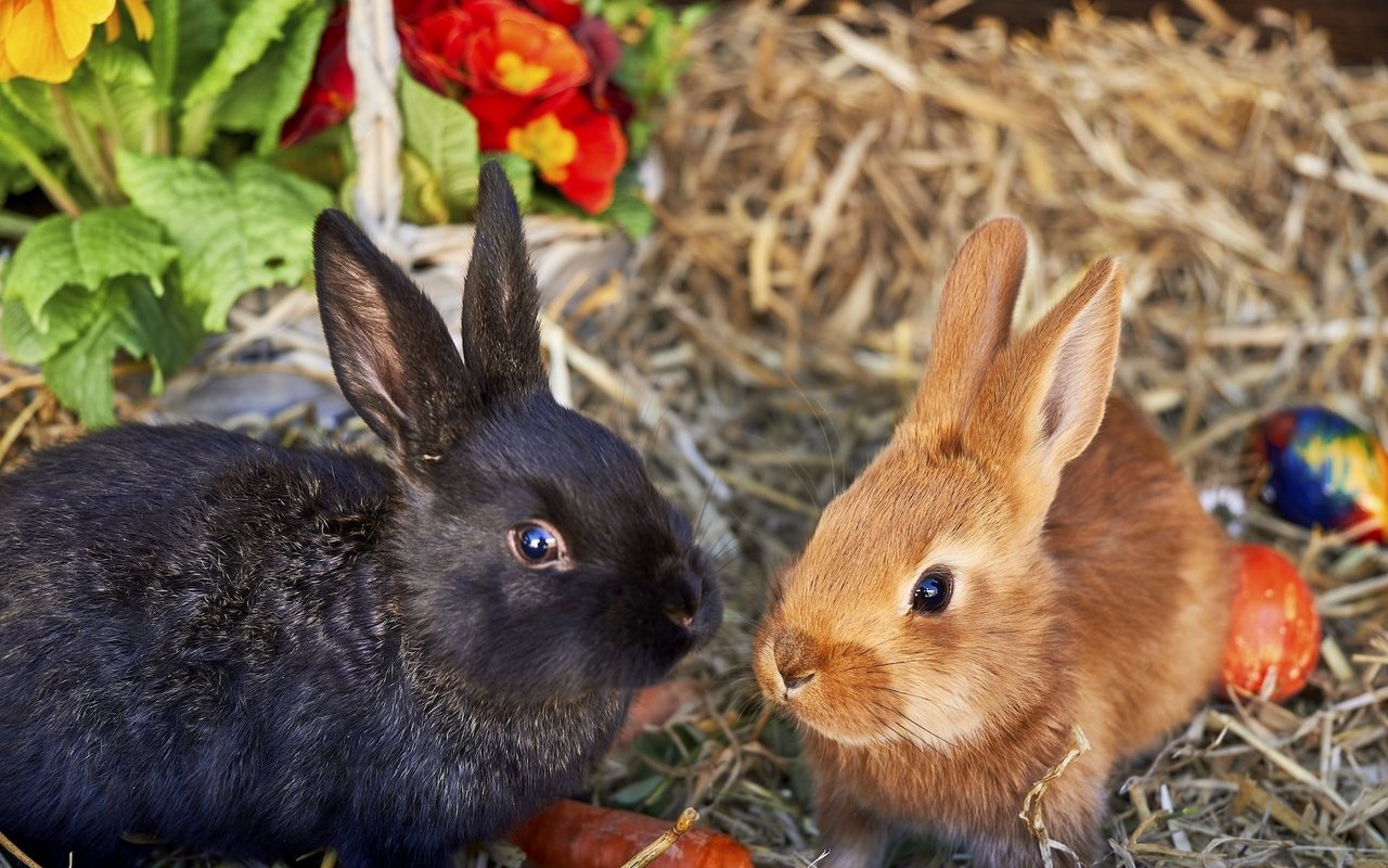 Das Zusammengewöhnen zweier Kaninchen muss sehr behutsam erfolgen. 
