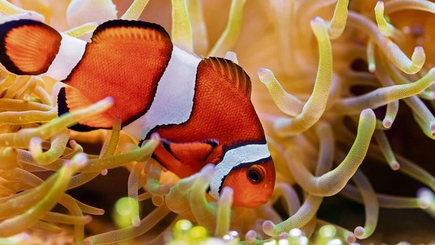 Anemonenfisch