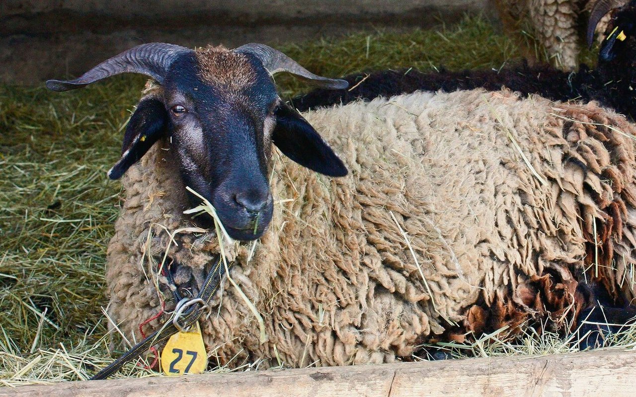 Bündner Oberländer Schaf zeichnen sich durch einen guten Mutterinstinkt aus.