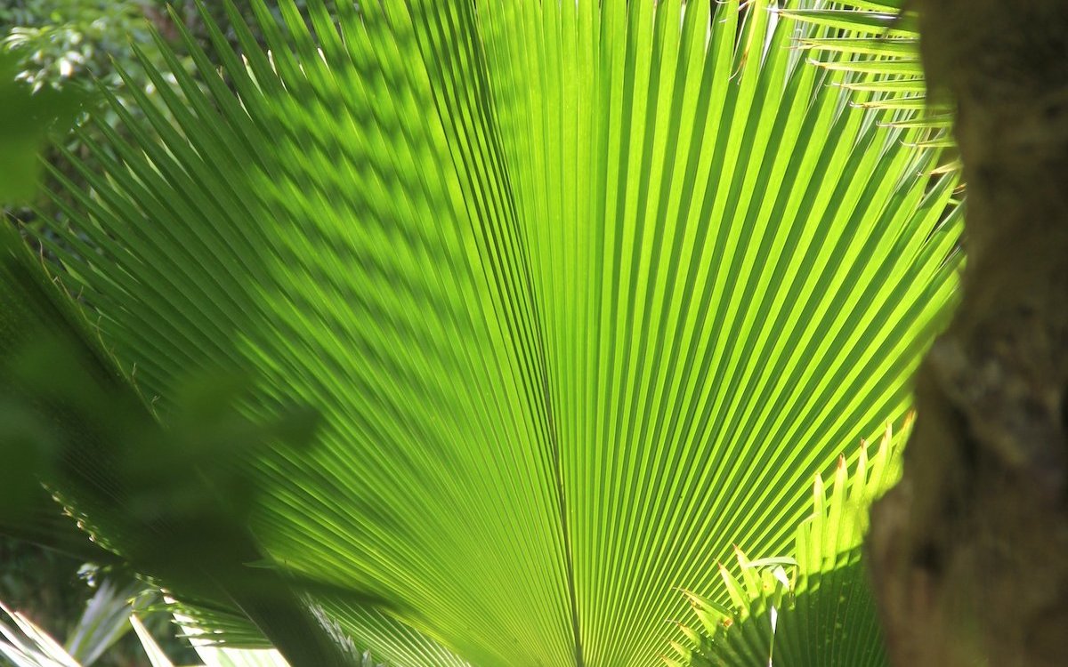 Auf Mauritius wurde die ursprüngliche tropische Vegetation weitgehend zerstört. 