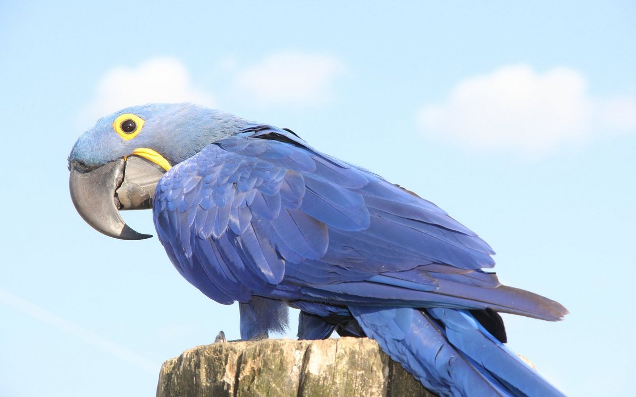 Hyazintharas sind die grössten Papageien und stammen aus Südamerika.