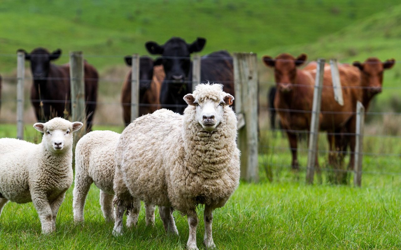 In Neuseeland hat es deutlich mehr Schafe und Kühe als Menschen. 