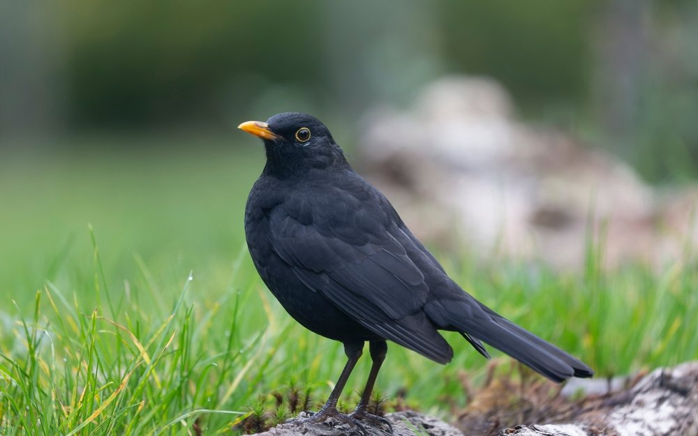 Amsel