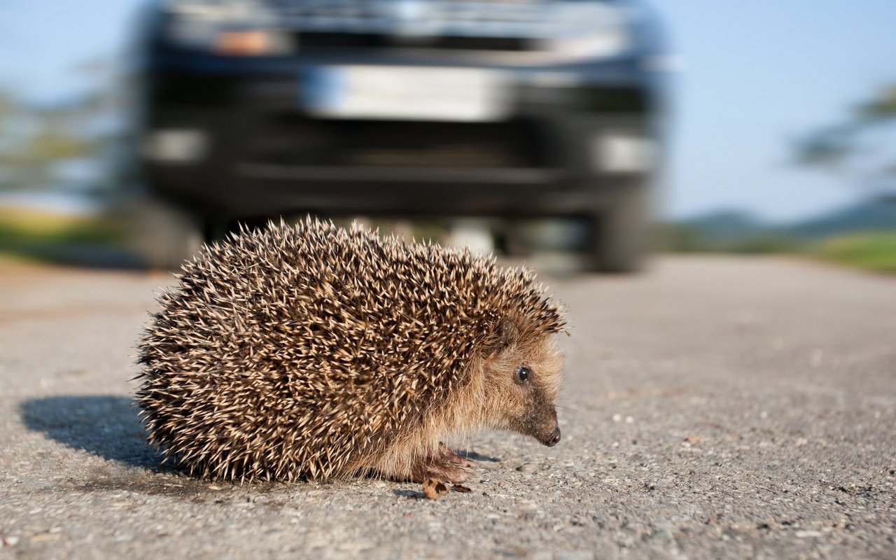 Bei Dämmerung und in der Nacht kommen Igel leider oft unter die Räder.