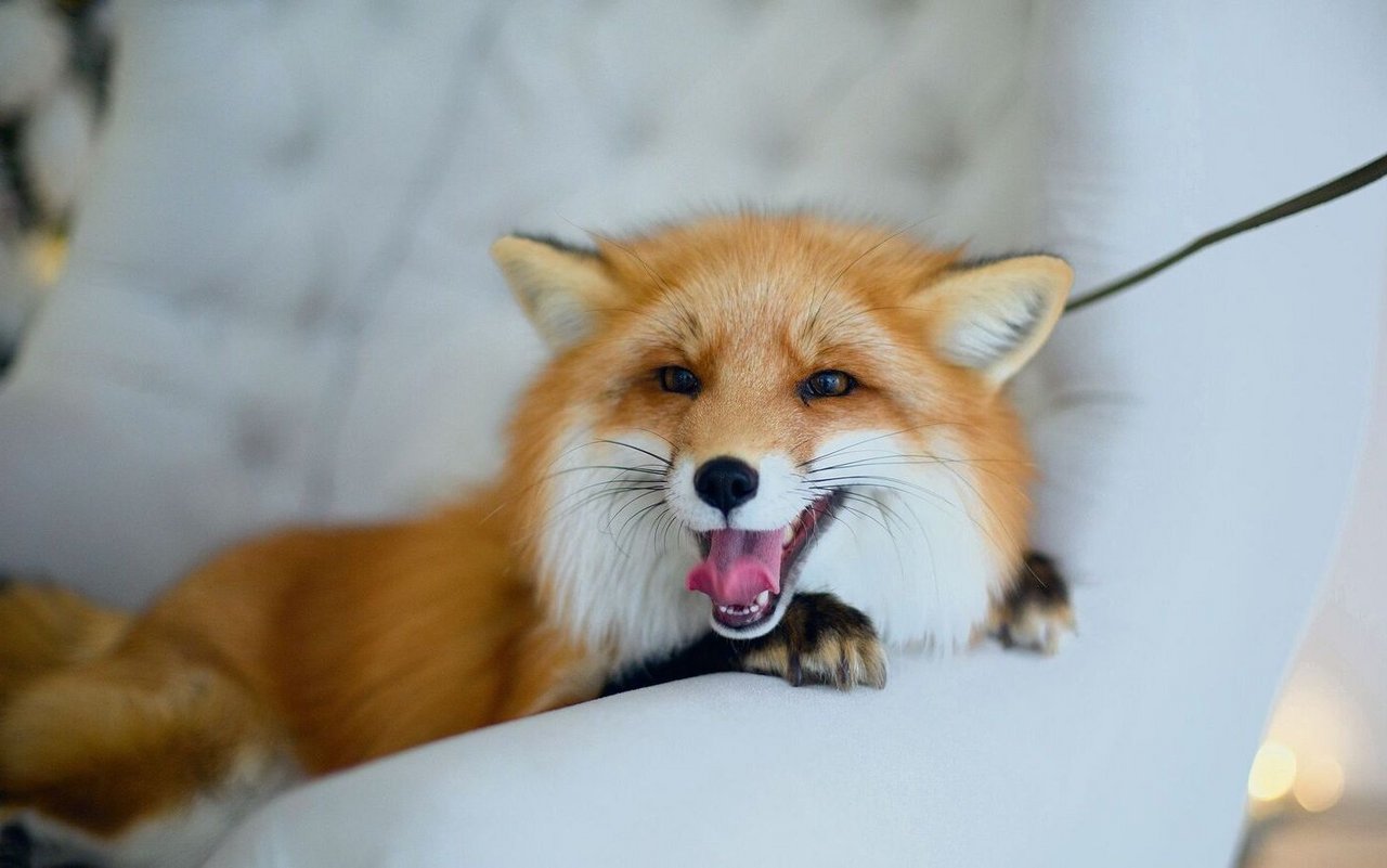 Das flauschige Fell und seine sprichwörtliche Schläue macht den Fuchs zum begehrten Wunsch-Haustier.