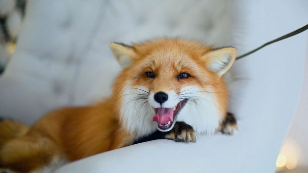 Das flauschige Fell und seine sprichwörtliche Schläue macht den Fuchs zum begehrten Wunsch-Haustier.